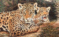 Jaguar con su cria