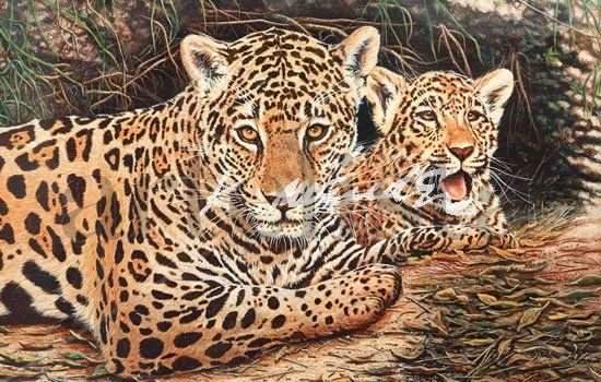 Jaguar con su cria Acrylic Panel Animals