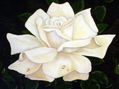 rosa mojada