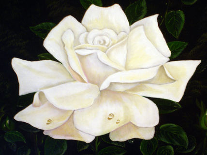Rosa mojada