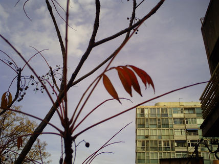 Hojas solitarias