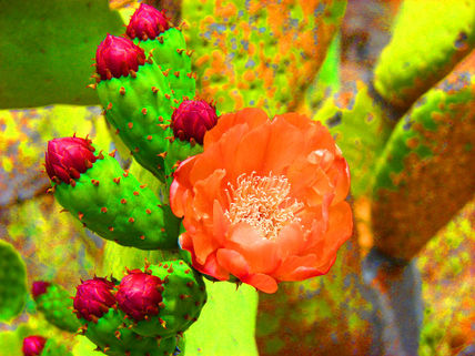 Belleza en flor