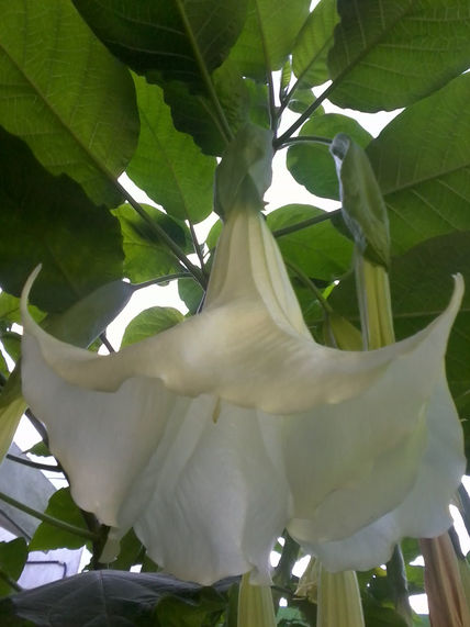 Flor Campana