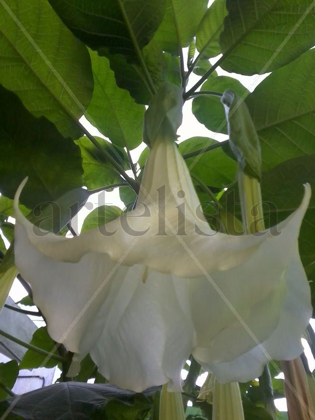 Flor Campana