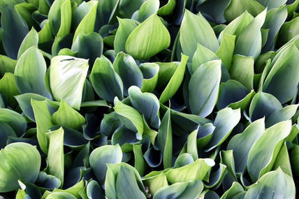 Un mundo vegetal