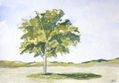 arbol 1