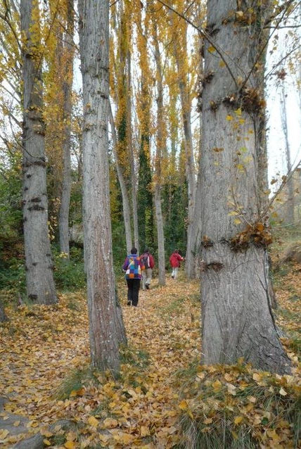 Colores de otoño (i)