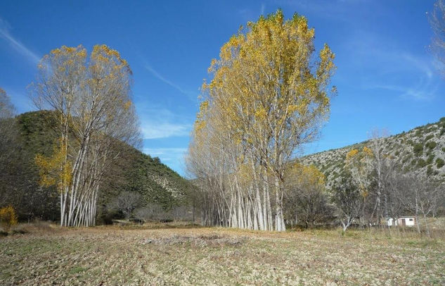 COLORES DE OTOÑO (IV) 