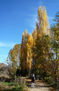 COLORES DE OTOÑO (VI)