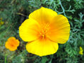 AMARILLO INTENSO