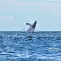 Ballena jorobada