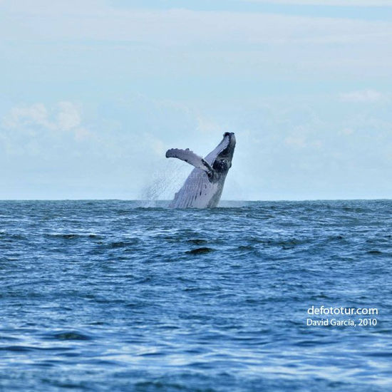 Ballena jorobada 