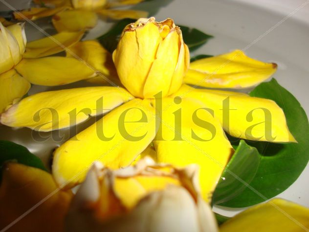 FLOR 1