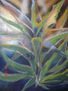 Agaves