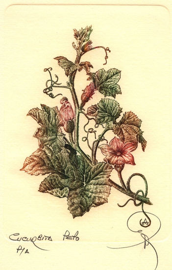 Botanica - Cucurbita pepo Rotogravure