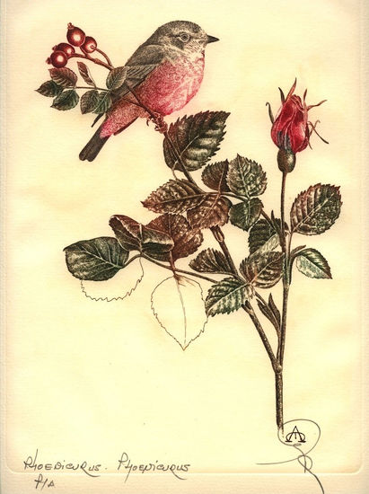 Pajaros- Phoenicurus - phoenicurus 2 Rotogravure