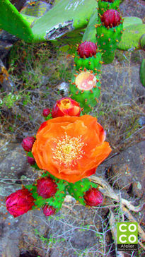 Cactus floreciendo