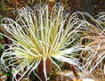 Actinia
