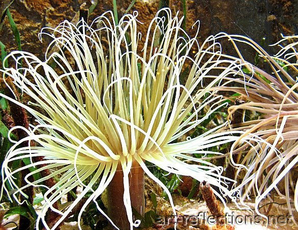 Actinia 