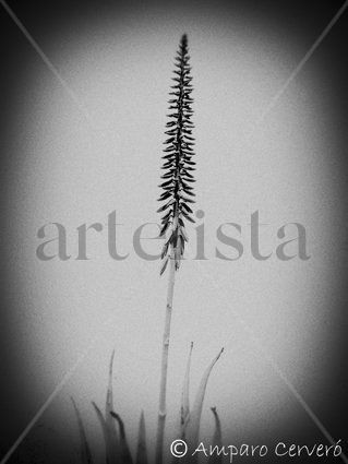 Flor de aloe Naturaleza Blanco y Negro (Digital)