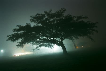 ARBOLES DE LA NOCHE Naturaleza Color (Química)