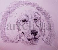 golden retriever