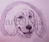 golden retriever Pencil