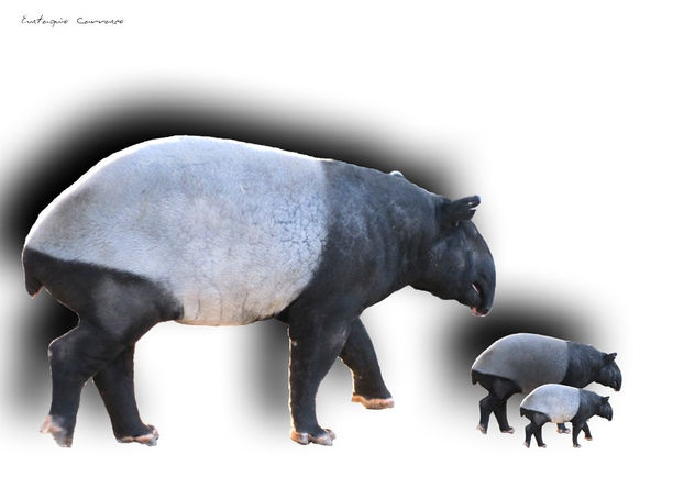 Tres animales clonados, (Three cloned animals)
