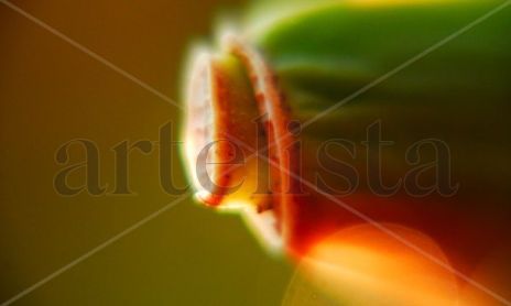 TEXTURA DE ORQUÍDEA SECA