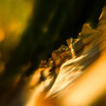 TEXTURA DE ORQUÍDEA SECA thumbnail 2