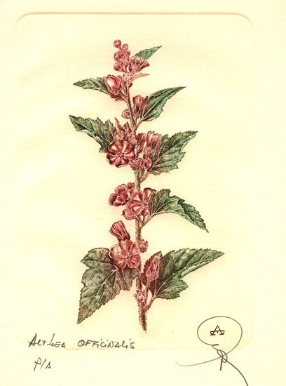 Botanica - Althea officinalis Huecograbado