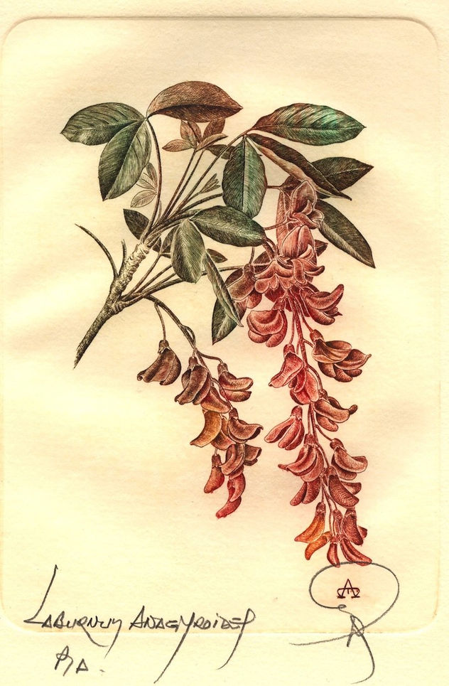 Botanica - Laburnum anagyroides