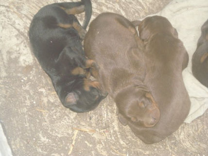Hermanos