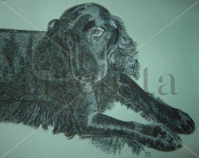 Cocker Pastel Papel Animales