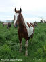 TOBIANO ALAZAN
