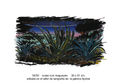 ocaso con magueyes