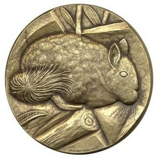 Chinchilla lanigera