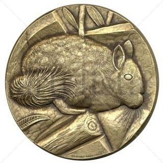 Chinchilla lanigera