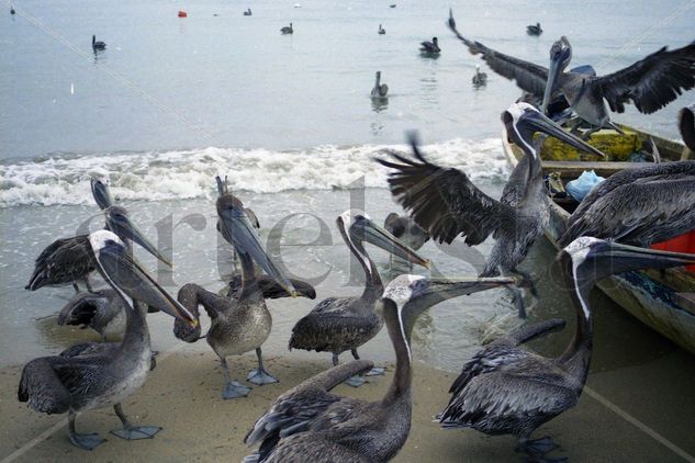 Pelicanos Nature Color (Manual)