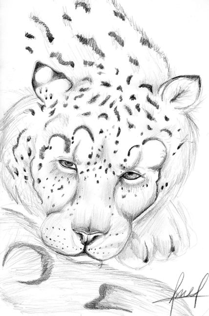 Leopardo