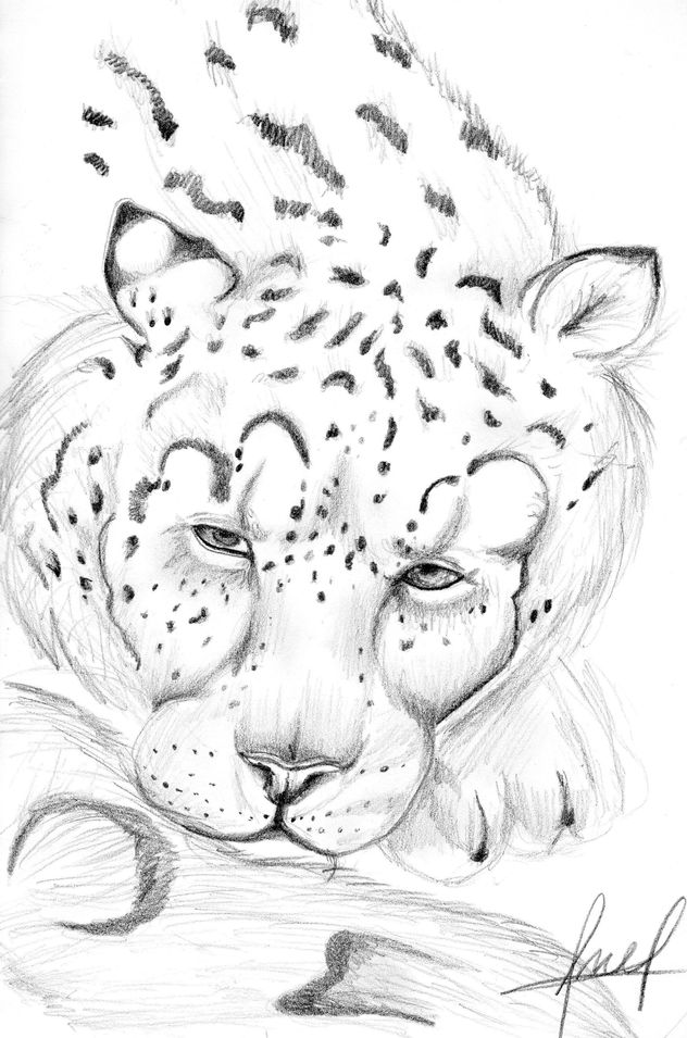 leopardo