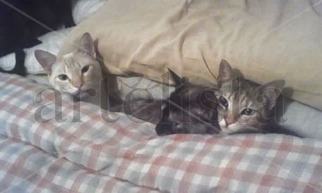 Fotos Animales y Mas