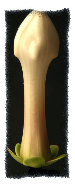 Capullo
