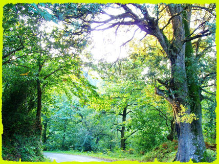 Bosque atlántico