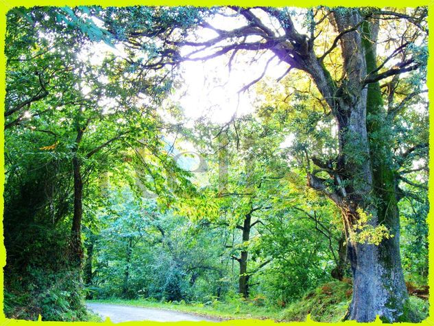 Bosque atlántico Naturaleza Color (Digital)