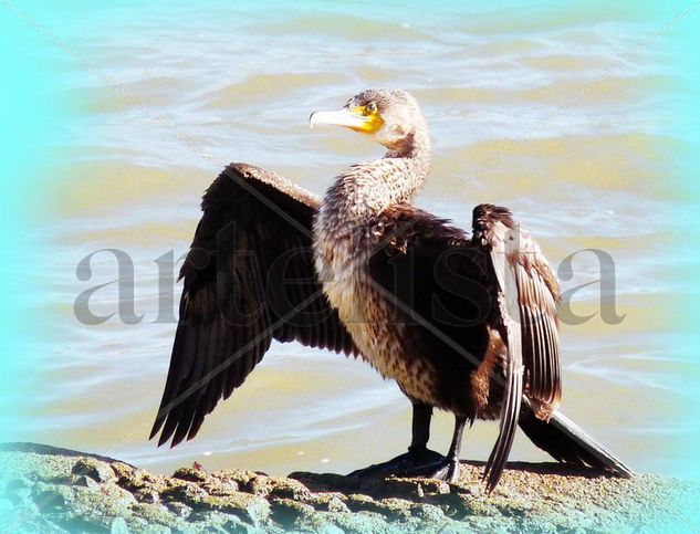 Cormorán Nature Color (Digital)