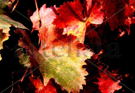 Otoño1