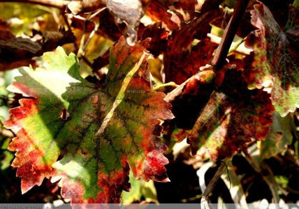 Otoño 3