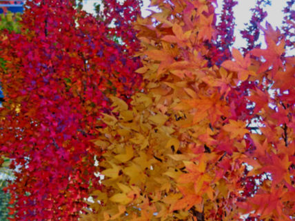 Plaza de otoño