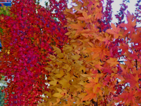 Plaza de otoño